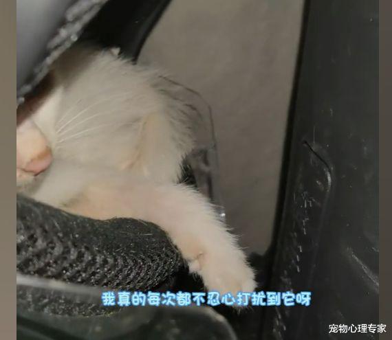 女子取电动车打算出门,掀起防尘套时愣住了:哪里来的小可爱?