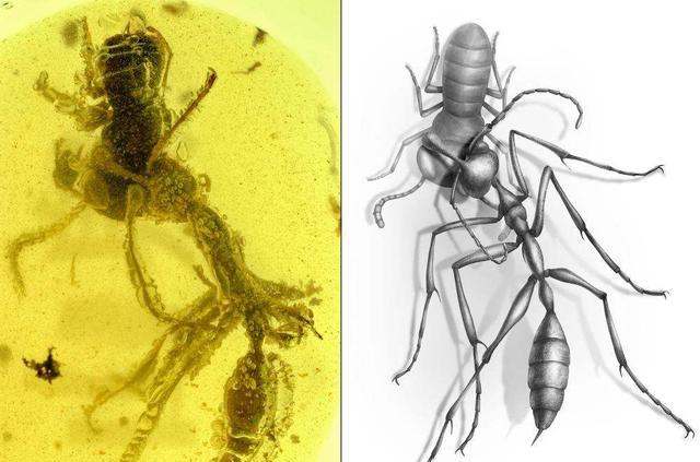 科学家发现“地狱蚂蚁”,被困了9900万年,至今仍在咬食猎物