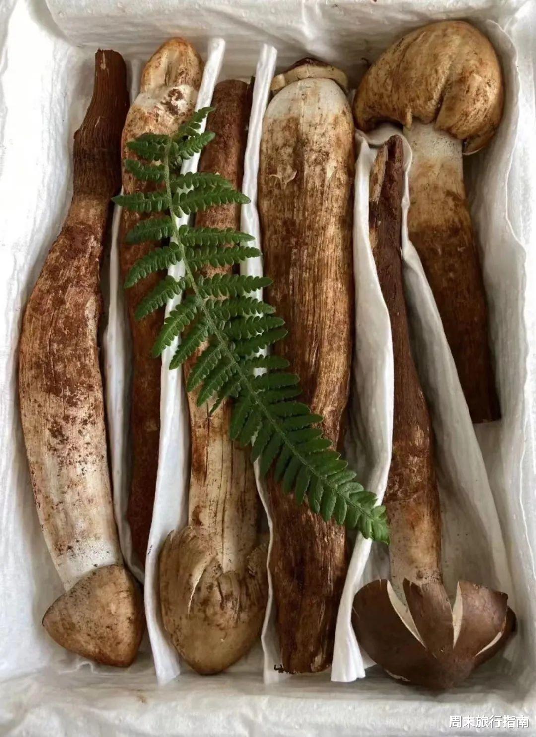 野生菌|刘亦菲新剧刷屏!均温20℃的神仙取景地,私藏“全国最毒”美味,吃过就上头!