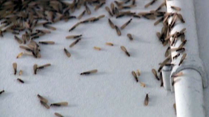 购房置业|女子花毕生积蓄买房，却要每天在家打虫子：都是物业干的好事