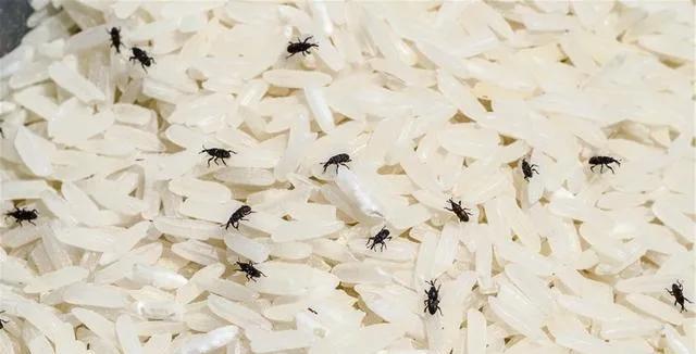 米象是害虫吗?它在干燥的大米中是如何存活的?