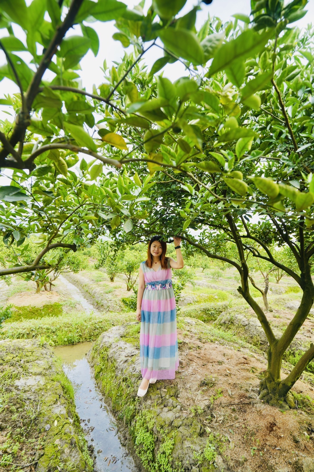 威尼斯|最爱“浙南威尼斯”三垟湿地的瓯柑林、罗马长廊，一段段美丽遇见