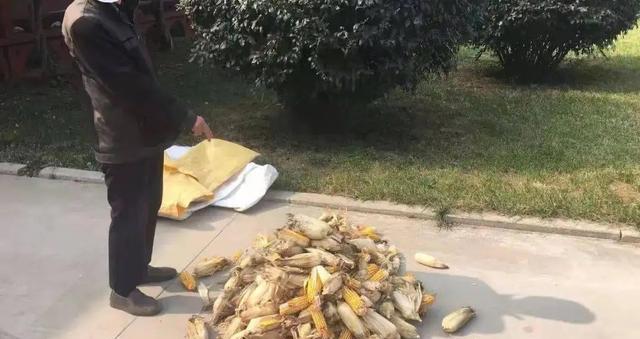 农民为保护玉米,砸伤小偷致其死亡,法院:故意伤害罪,判刑4年