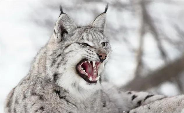 号称“屠狼机器”的猞猁,遇到斑鬣狗会如何?二哥完胜
