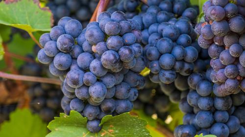 肠胃|头发最爱的5种水果,你爱吃吗?