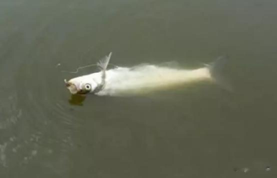 饵料|用“玉米饵”钓鱼也空军？不是水里没鱼，而是你配方“有误”