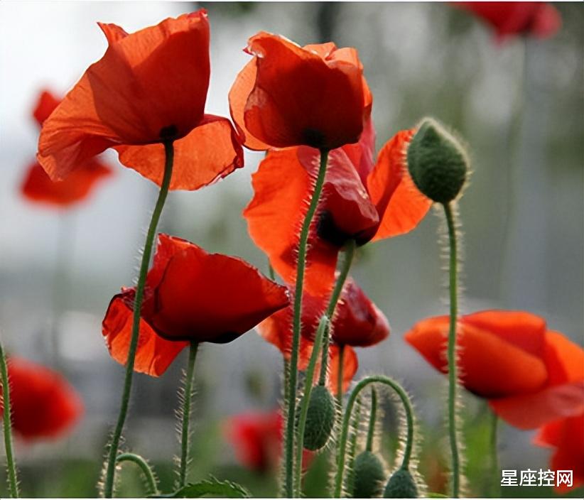 |哪几个时辰的人,天赋过人,有潜力可挖掘,未来有大格局大气运