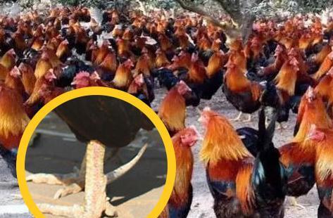 在农村随处可见的三种动物，在文玩圈却成了炙手可热的宝贝！