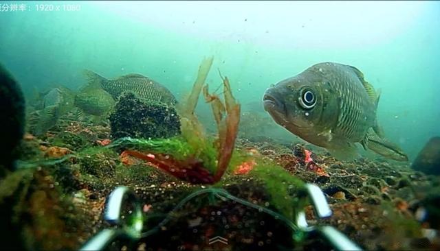 |冬钓大板鲫还得是传统钓!老钓手分享5条经验,一般人不告诉他