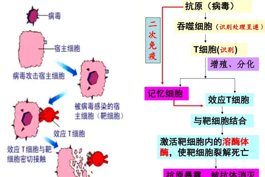 回不去的37度!人体温度在不断凉凉,这究竟意味着什么?