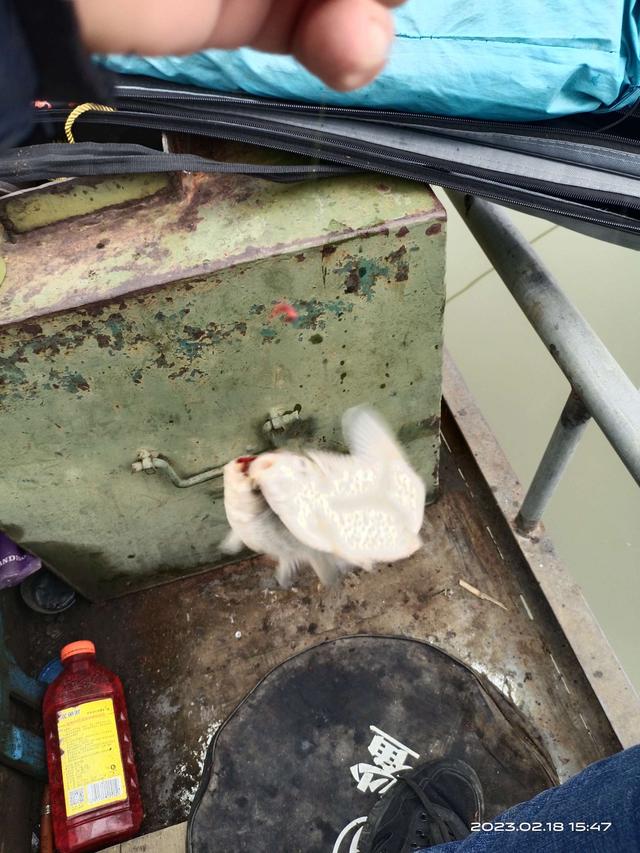 饵料|连杆停不下来,嘴都给乐歪了