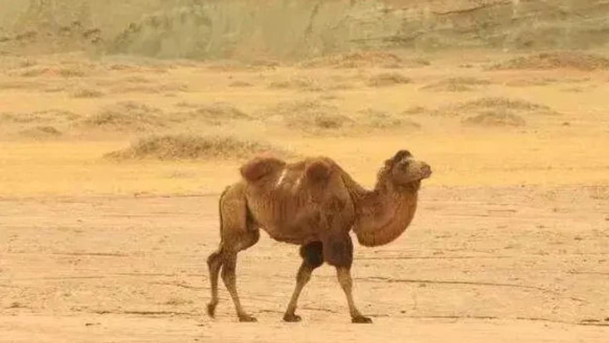 贝尔·格里尔斯|为什么人不能碰在沙漠中渴死的骆驼？