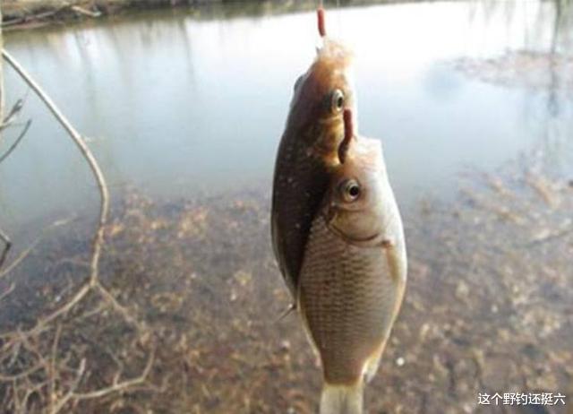 |钓鲫鱼蚯蚓怎么用效果好?初春方法用对鱼获倍增!摆脱有口不中鱼!