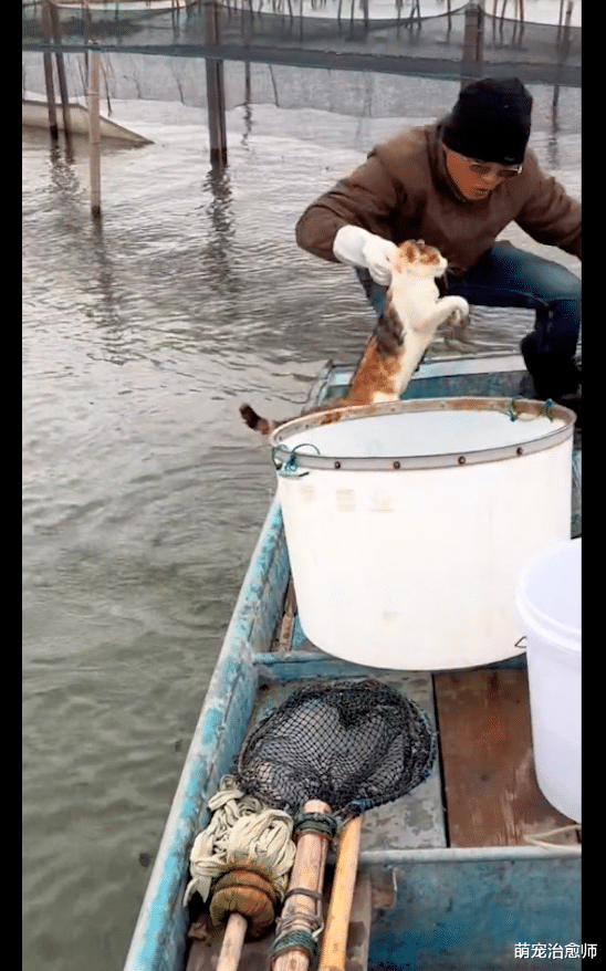 猫咪看到主人的船后，竟主动跳进水里游过来，为了陪主人也是拼了