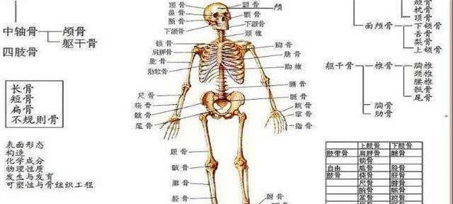 人类普遍都有206块骨头,为什么中国人只有204块?缺了哪两块呢?