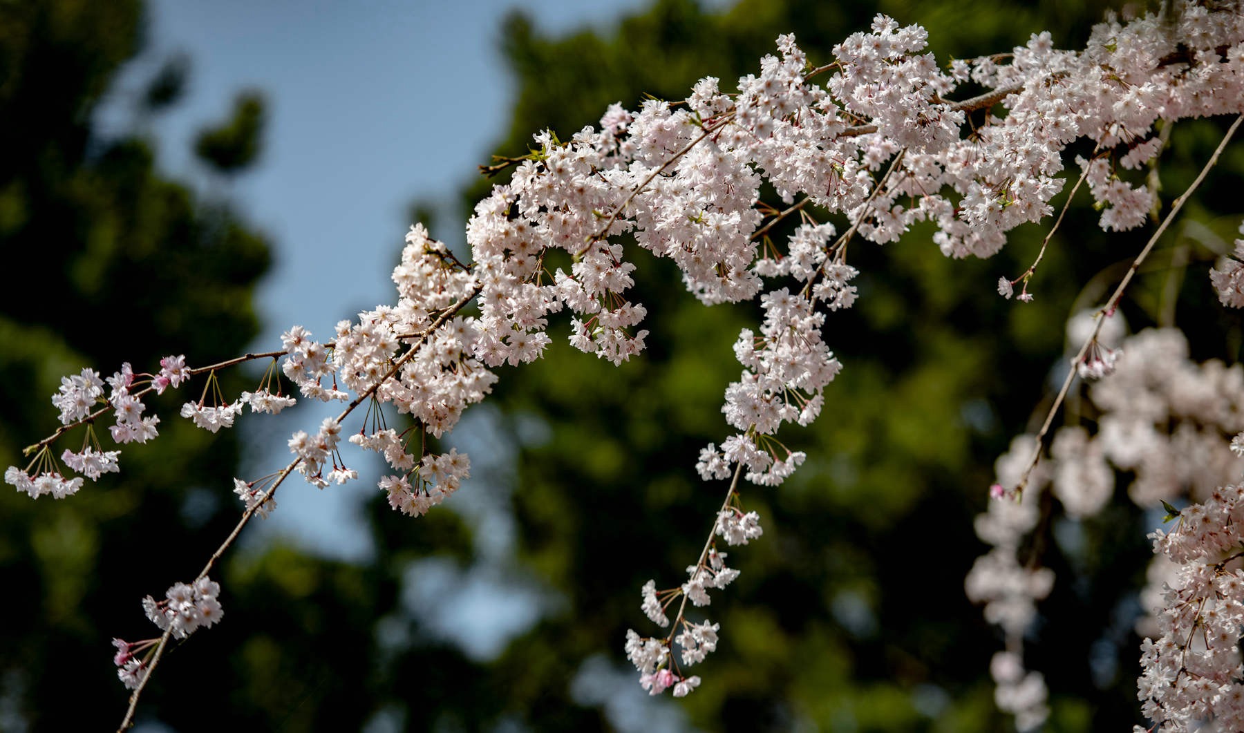 大连|青龙寺的樱花开了