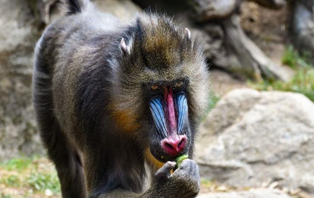 “宁遇豺狼,不碰山魈”,山魈究竟是什么,为何让人如此忌惮?