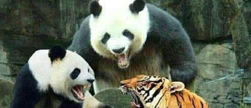 老虎狮子为什么不吃大熊猫?熊猫:去查看一下我以前的名字
