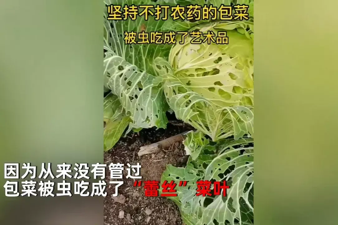 四川,一女子为了能吃到纯天 然无公害蔬菜,种下包菜后,坚持不打药