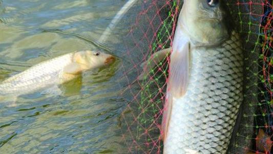 三伏天|三伏天钓鱼总空军？浓引淡钓掌握上鱼核心，鲫鱼钓得多鲤鱼钓得爽