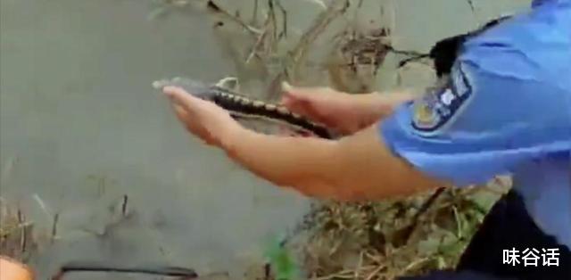 长江鲟|钓鱼摊上事了!四川一男子钓获长江鲟不愿放生,结局极度舒适