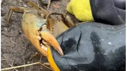 江门|广东江门，一男子在钓鱼的时候，无意间发现一只一斤多的大螃蟹