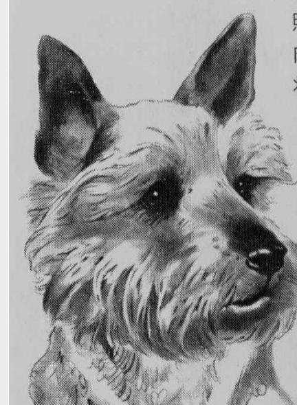1998年美国温顺杂交犬深夜将女主人折磨致死，调查后原因令人心酸