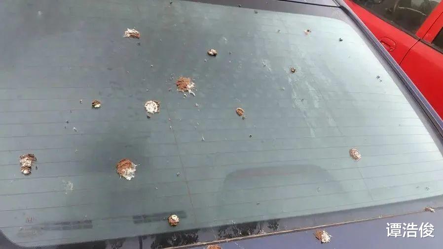 宁要“鸟屎袭车”,不要听不见鸟声