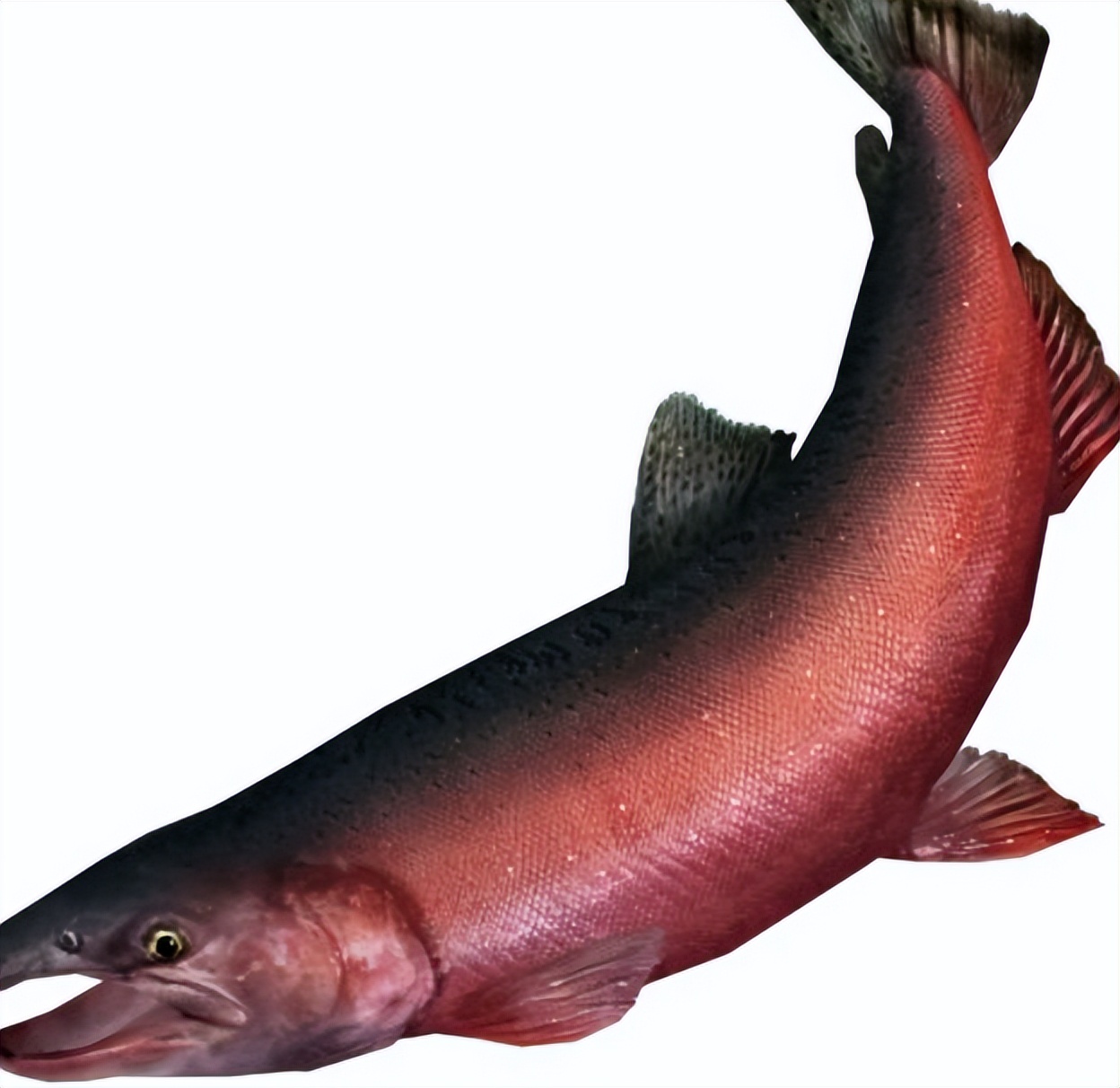 |琼楼玉宇,高处垂钓《钓鱼大对决》黄河江畔传奇灯笼鱼来袭