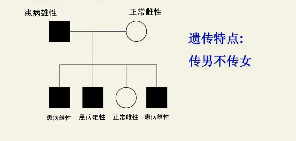 以男性来说，他们有哪些基因会世代传承下去，且只传给雄性后代？