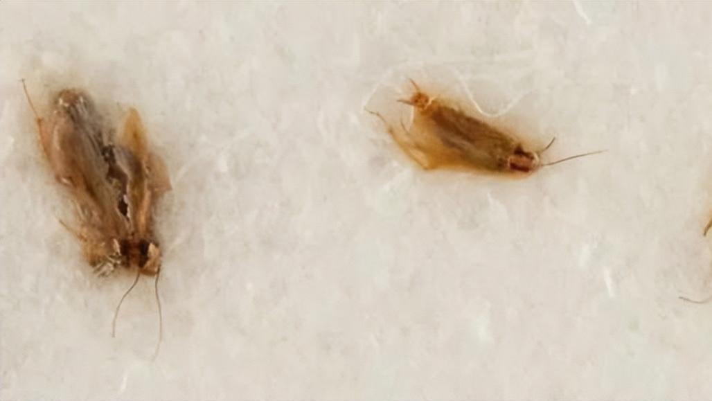 NASA弄丢试验物品，3只蟑螂曾吃下月壤，如今被拍卖到40万美元