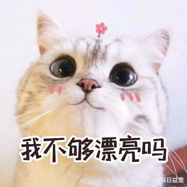 油麦菜 为猫美甲会影响终身健康?这些热门宠物“医美”,是美容还是虐待