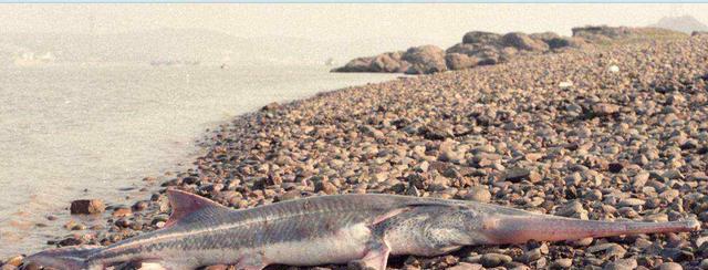 40多年未见过！浙江安吉出现大规模鱼群，太湖鱼怎么到安吉去了？