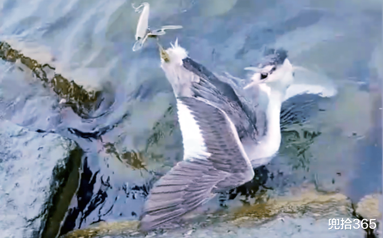 |男子钓鱼意外勾到只水鸟,拍视频证明放生,钓友却发现丑陋的一面