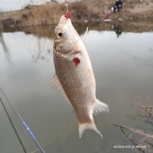 |腥激素小药和团泥,共享鱼窝分享上鱼好运气。