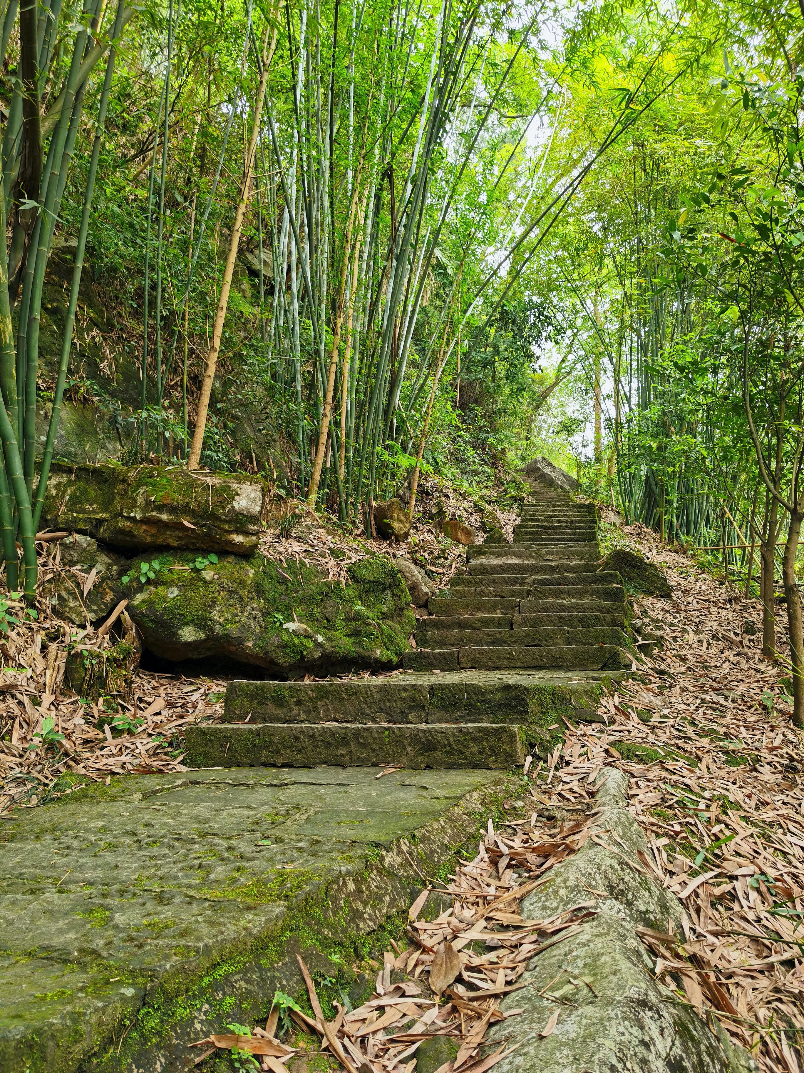 徽州|探路重庆川东小峨眉-桥口坝森林公园，原生态有杜鹃有红叶（攻略）