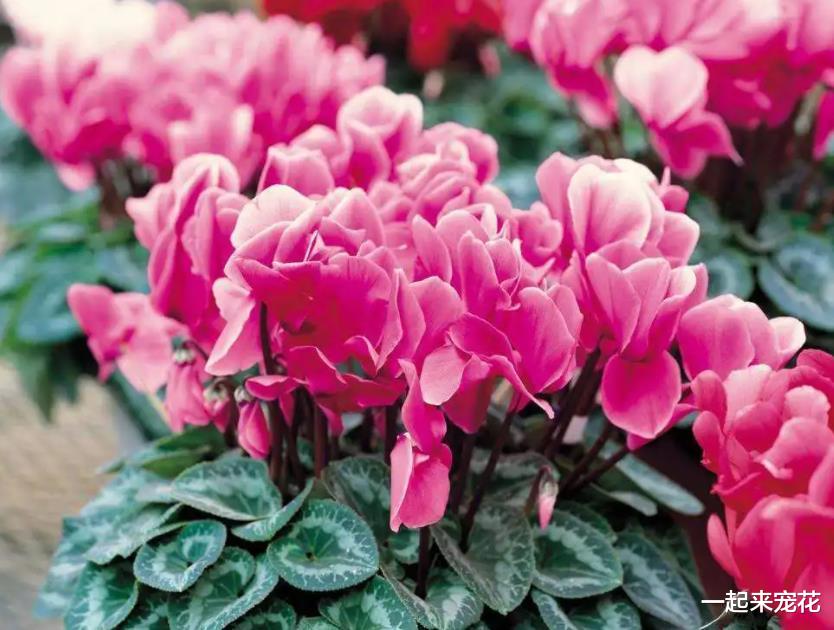 专为厨房而生的花,吸收油烟颜值高,一开就是小半年,值得拥有