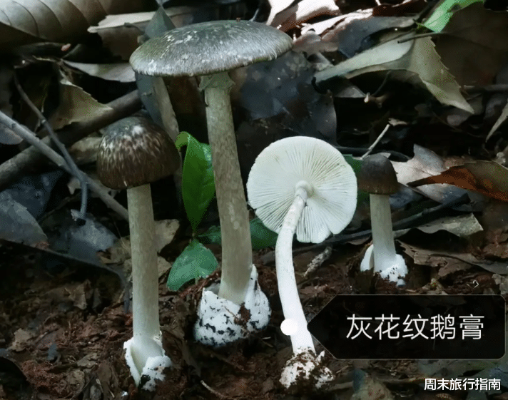 野生菌|刘亦菲新剧刷屏!均温20℃的神仙取景地,私藏“全国最毒”美味,吃过就上头!
