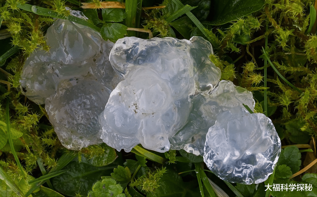 大气中存在神秘生物?鸟类发生大规模死亡,研究者认为极有可能
