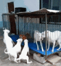 |“养了只壁虎，咋越长越大了呢？”变异了？