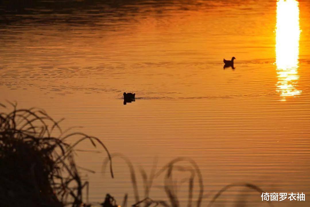 腾冲|云南腾冲奇观，飘浮在水面的草原！世界唯一的湖泊浮毯，太神奇