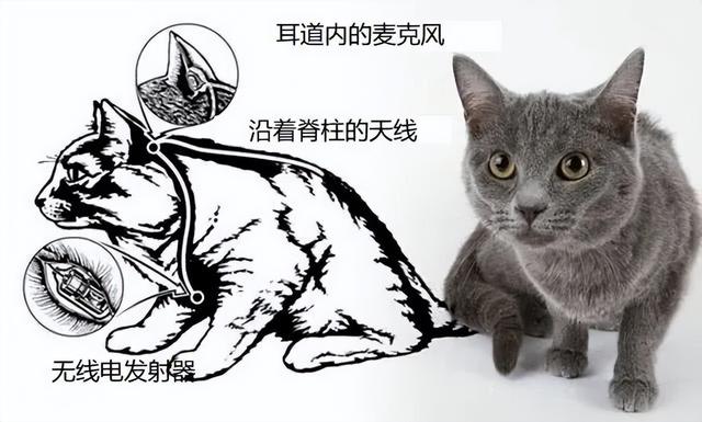 训练海洋哺乳动物打仗?凶悍的海狮负责刺杀,聪慧的海豚去排雷