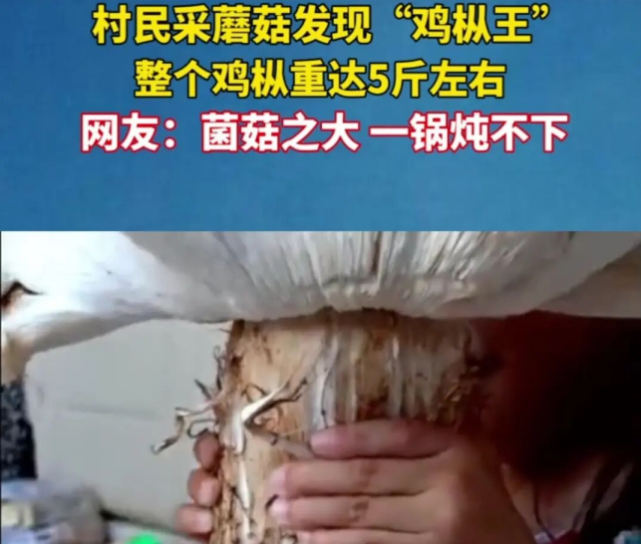 云南村民遇罕见巨型鸡枞王 重达5斤登上本地资讯热榜