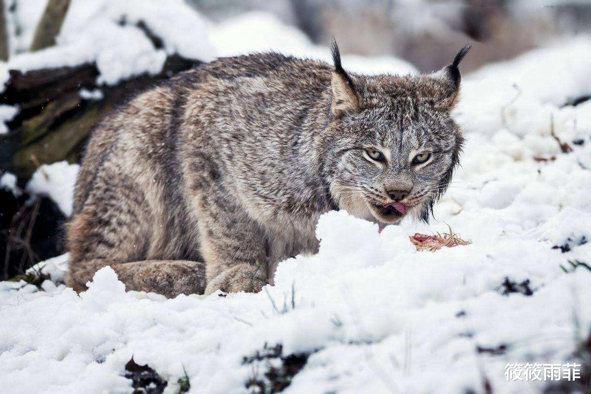 猞猁是何方神圣?为何能成为狼的天敌?狼是真的打不过猞猁吗?