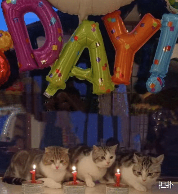 梁洛施|梁洛施为流浪猫庆生,意外曝光大儿子照片,他未来将继承千亿家产