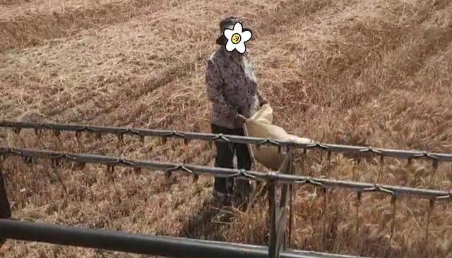 大妈赶在收割机前面抢割麦,影响别人收麦被驱赶,反而跳着脚开骂