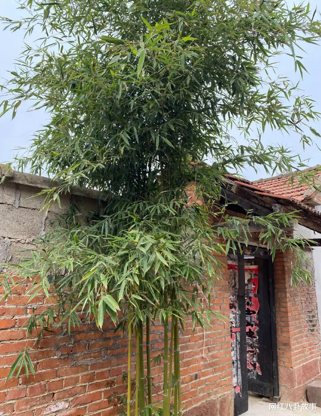 郭晓东|明星夫妻郭晓东和程莉莎夫妻双双把家还，回家过大年！