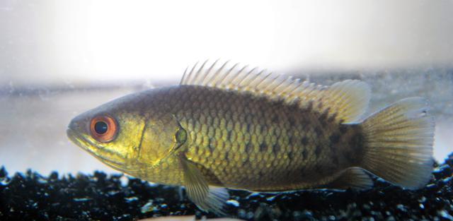 steam|男子野钓一无所获，意外捞起1条会走路的“怪鱼”，网友：被电了