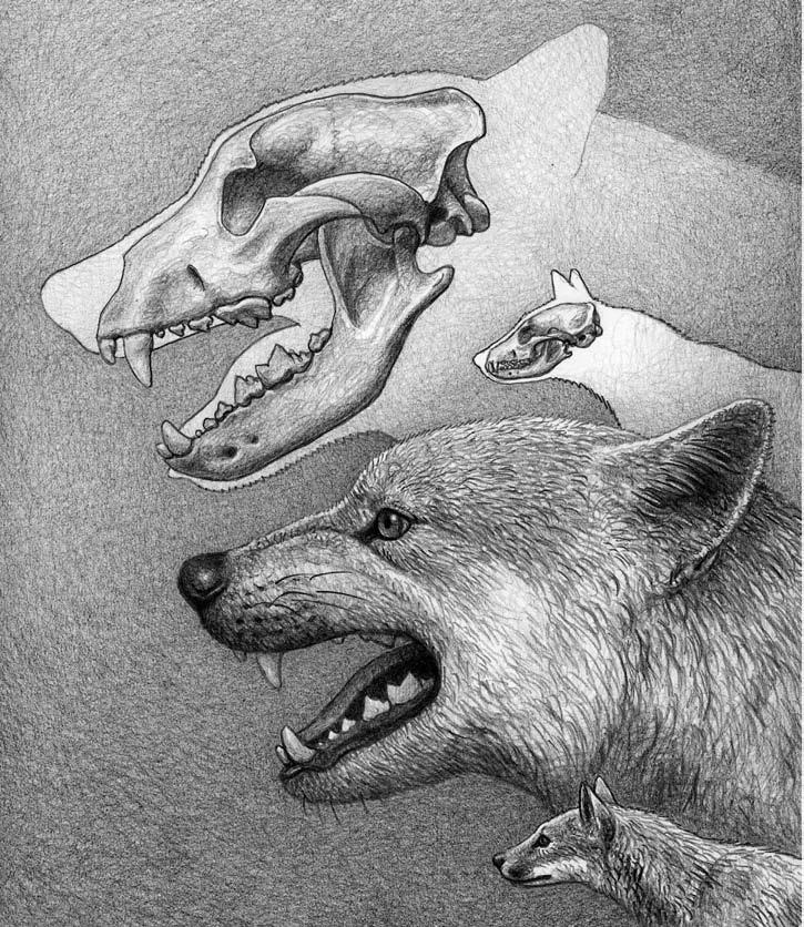 1700万年前的猫犬大战:猫科入侵北美,导致犬科一家族团灭