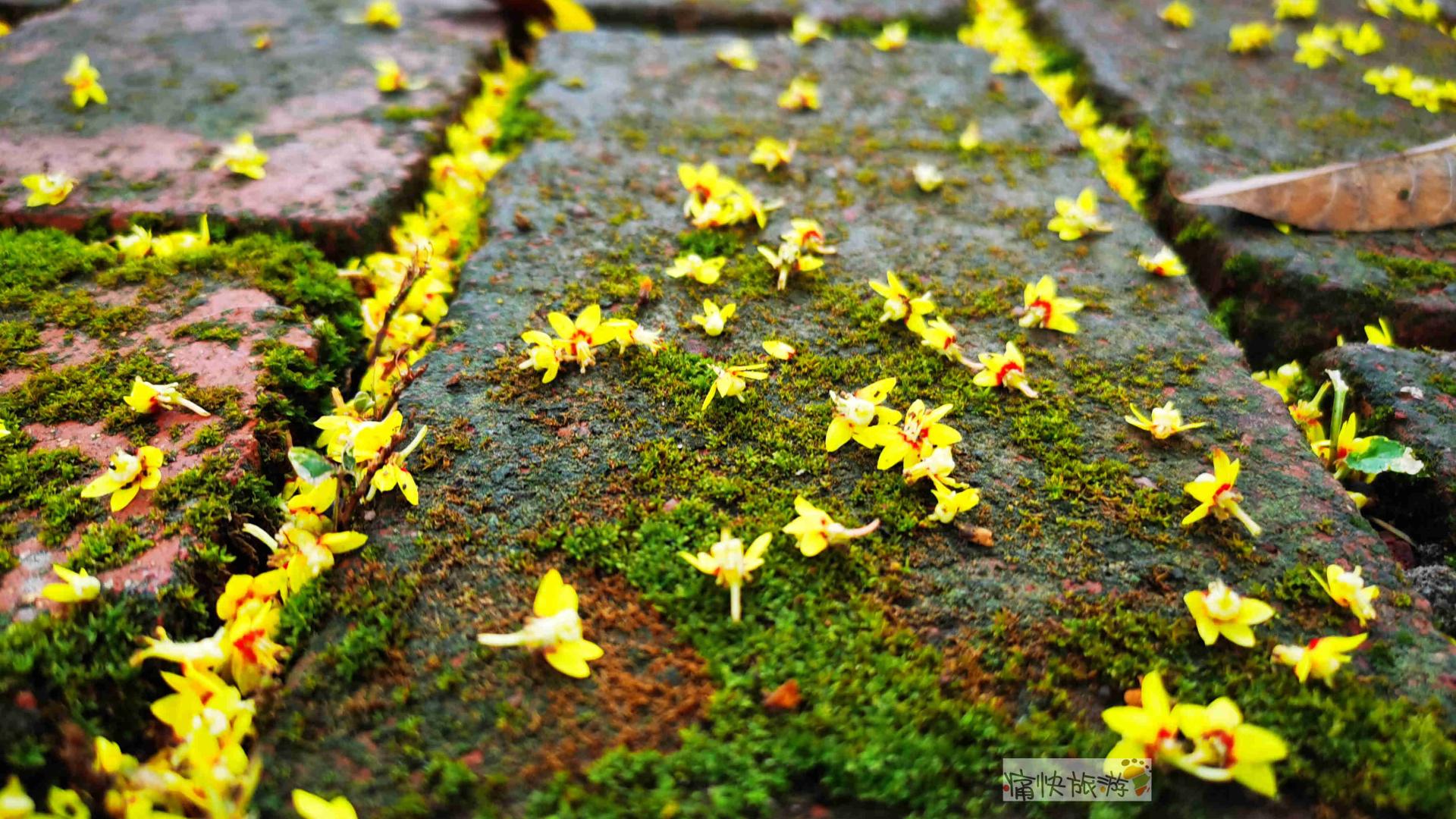 自贡|一场秋雨，自贡彩灯公园落花遍地美如画！